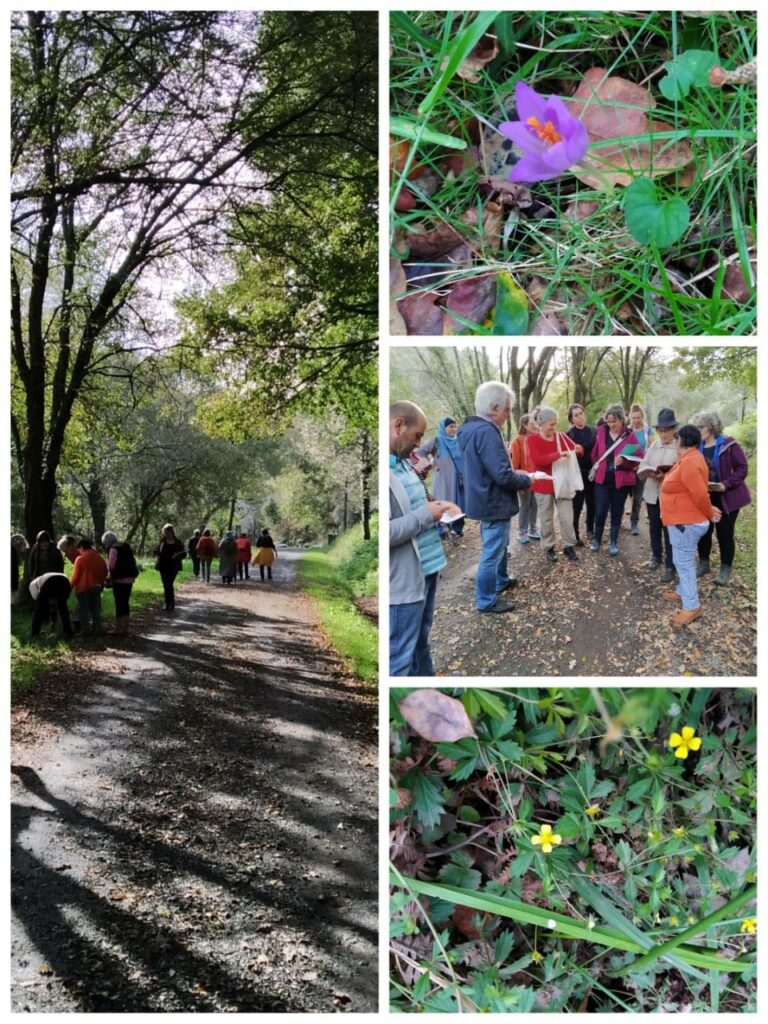 cursos plantas medicinais